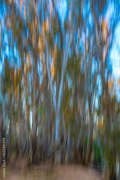 Fototapeta Blue sky through Western Australia bush and forest impressionist image for concepts or backgrounds