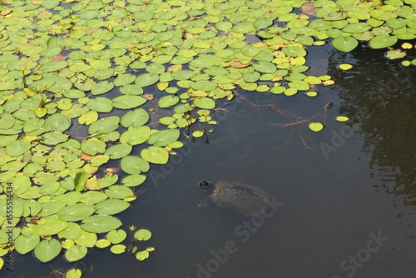 Obraz terrapin, soft-shelled turtle