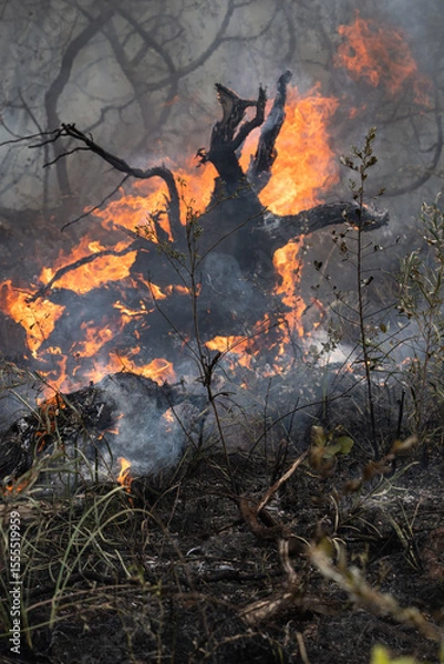 Fototapeta Back-burning, also known as prescribed burning or hazard reduction burning, is a fire management strategy