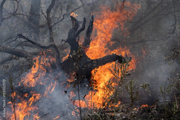 Fototapeta Back-burning, also known as prescribed burning or hazard reduction burning, is a fire management strategy