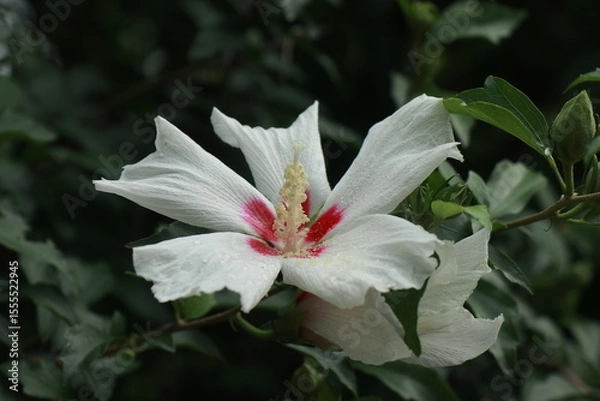 Fototapeta 무궁화