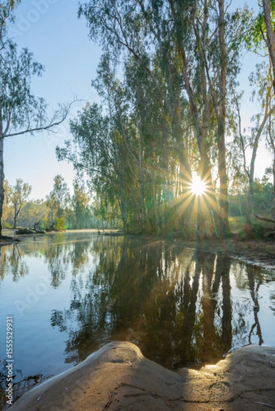 Fototapeta Western Australia bush and riverside trees reflected in river with sun breaking through illuminating in bright yellow pandanus leaves hanging over water