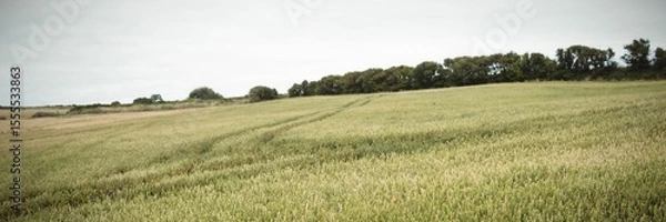 Fototapeta Flat design grain field is stretching across farmland under cloudy sky with tire tracks, tree line
