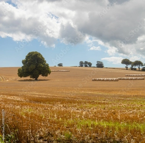 Fototapeta Solitary broadleaf tree is standing in flat design farmland scene, showing white hay bales