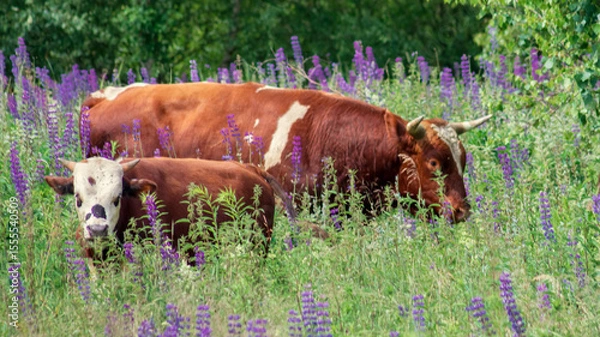 Obraz A herd of cows walks in a meadow on a sunny summer day. Free grazing in nature