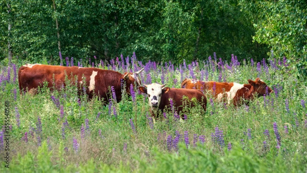 Obraz A herd of cows walks in a meadow on a sunny summer day. Free grazing in nature