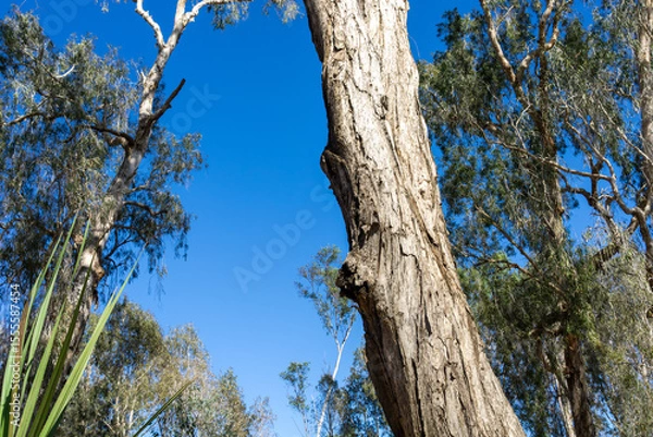 Fototapeta Tall tree towering above back-lit by sun with sunburst and lens flare