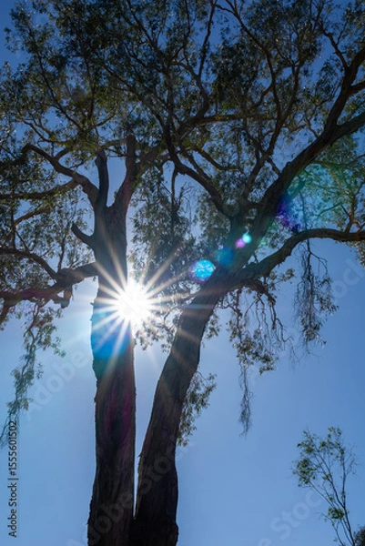 Fototapeta Tall tree towering above back-lit by sun with sunburst and lens flare