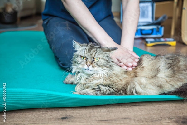 Obraz Physiotherapie bei Arthrose einer Katze
