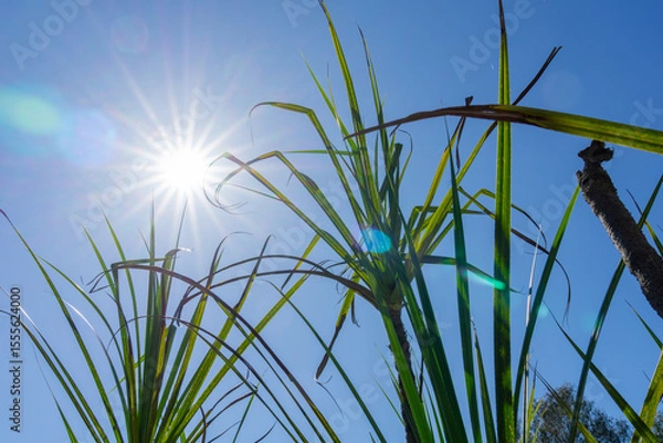 Fototapeta From below pandanus leaves and stem back-lit by sun against blue sky and illuminated by sunburst with lens-flare.