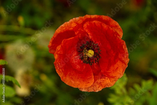 Obraz red poppy flower