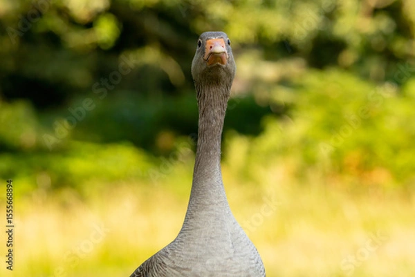 Fototapeta Graylag geese (Anser anser) in a natural habitat
