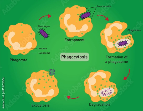 Fototapeta Infographic of phagocytosis is a crucial process by which specialized immune cells, such as macrophages and neutrophils, engulf and destroy harmful pathogens to protect the body from infection.