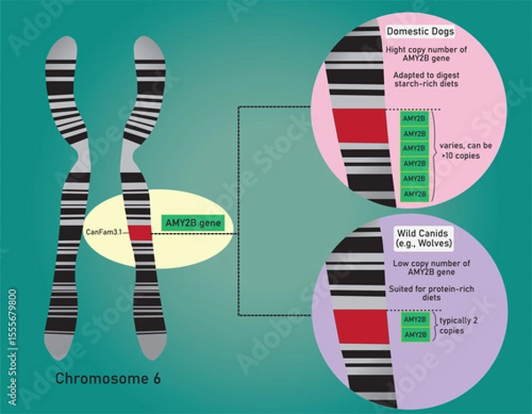 Fototapeta Infographic information of the difference between domestic dogs and wild canids (like wolves) regarding the AMY2B gene is the copy number variation (CNV) located on chromosome 6.