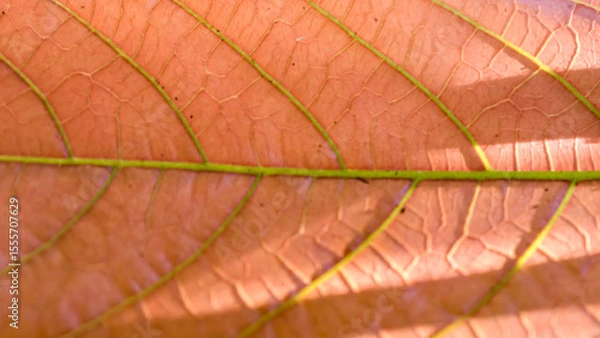 Fototapeta Detailed close-up of a translucent, salmon-colored leaf with intricate green vein patterns
