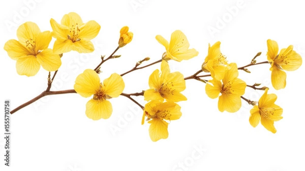 Fototapeta color sakura flower isolated on white	
