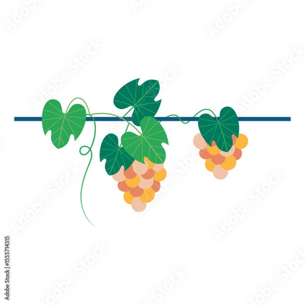 Obraz Ripe grapes drooped heavily from the vine above. Homegrown concept vector illustration.