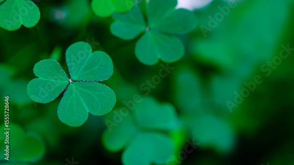Obraz Green background with three-leaved shamrocks, Lucky Irish Four Leaf Clover in the Field for St. Patricks Day holiday symbol. with three-leaved shamrocks, St. Patrick's day holiday symbol.