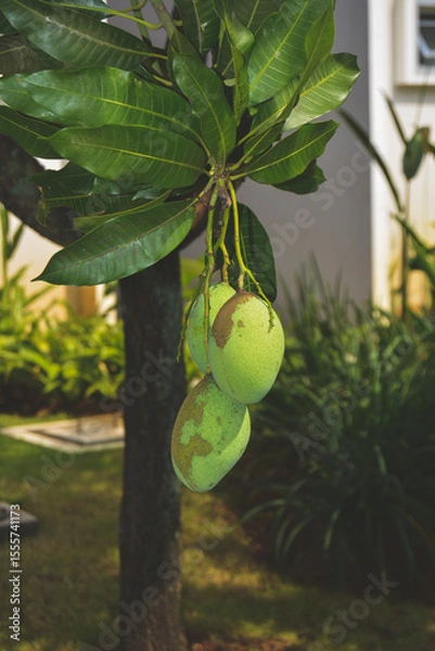 Obraz Sweet Mangoes On The Tree