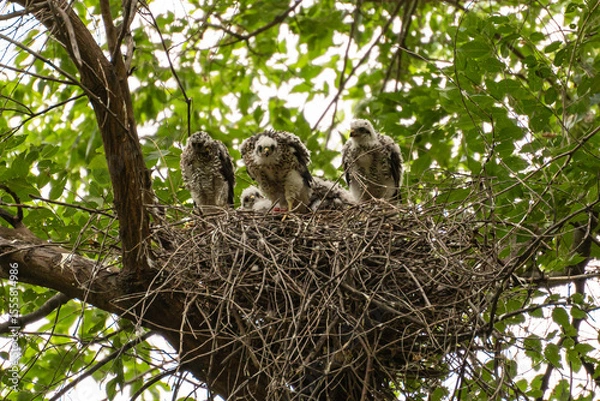 Fototapeta Sparrowhawk or little sparrowhawk (Accipiter nisus) nestlings are sitting in a nest of thick branches in a tall tree, one of them is eating prey, red meat is visible near his feet.