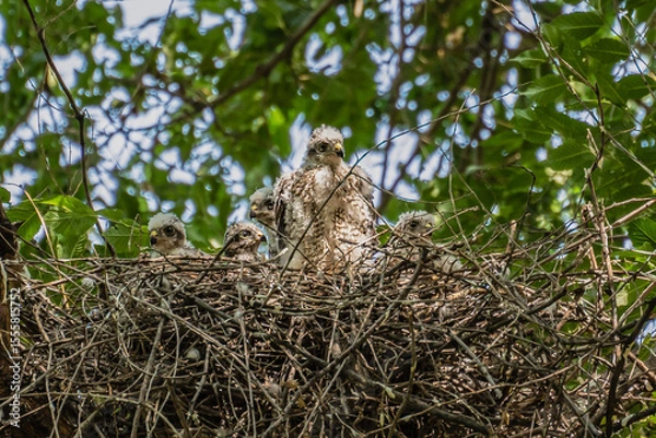 Fototapeta Five sparrowhawk or little sparrowhawk (Accipiter nisus) nestlings are sitting in a nest of thick branches in a tall tree, they are feathering, this is a change of down to the first plumage.