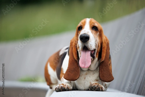 Obraz cute basset hound dog lying on a bench