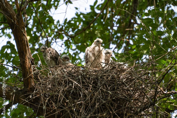 Fototapeta Four sparrowhawk or little sparrowhawk (Accipiter nisus) nestlings are sitting in a nest of thick branches in a tall tree, they are feathering, this is a change of down to the first plumage.