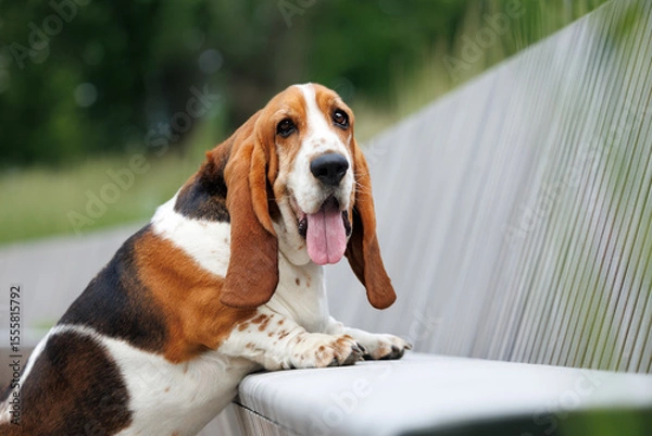 Obraz basset hound dog portrait on a bench