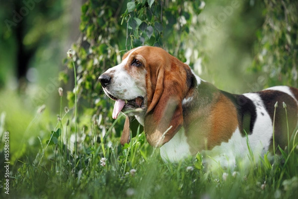 Obraz cute basset hound dog posing on grass in summer