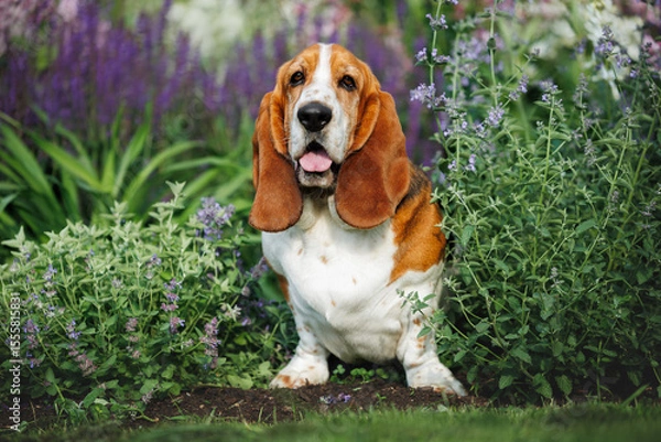 Obraz cheerful basset houn dog posing in the garden