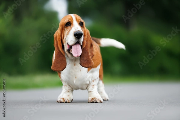 Obraz happy basset hound dog standing in the park in summer