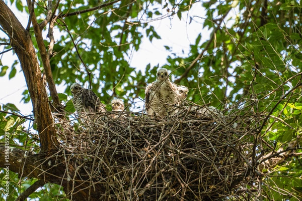 Fototapeta Four sparrowhawk or little sparrowhawk (Accipiter nisus) nestlings are sitting in a nest of thick branches in a tall tree, they are feathering, this is a change of down to the first plumage.