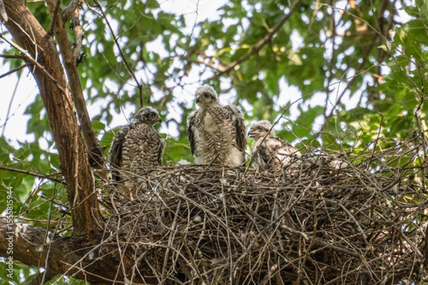 Fototapeta Three parrowhawk or little sparrowhawk (Accipiter nisus) nestlings are sitting in a nest of thick branches in a tall tree, they are feathering, this is a change of down to the first plumage.