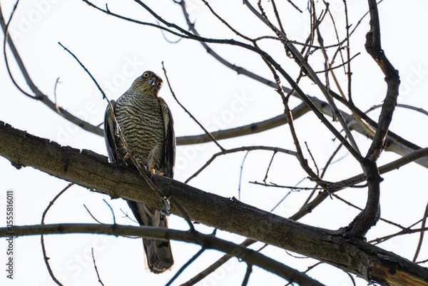 Fototapeta An adult sparrowhawk or little sparrowhawk (Accipiter nisus) sits on a tree branch against a bright sky and looks at the camera with a funny expression.