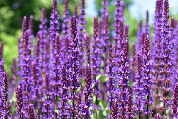 Obraz ブルーサルビア