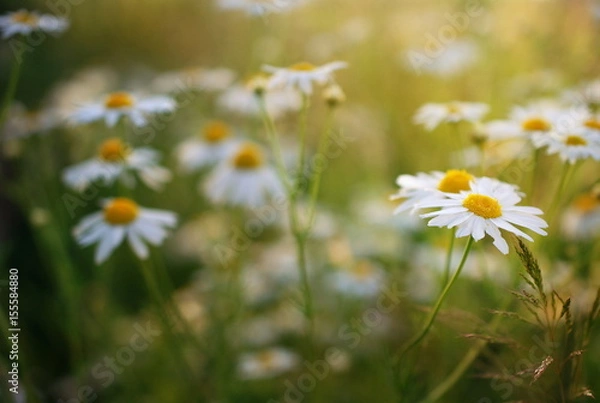 Obraz Flowery meadows