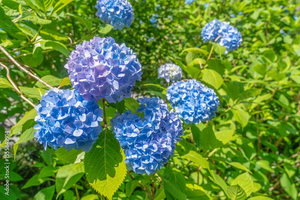 Fototapeta 新緑の鎌倉　あじさい寺で見つけた青い紫陽花