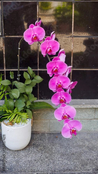 Fototapeta Phalaenopsis orchid branch, gorgeous cascading cluster of purple flowers