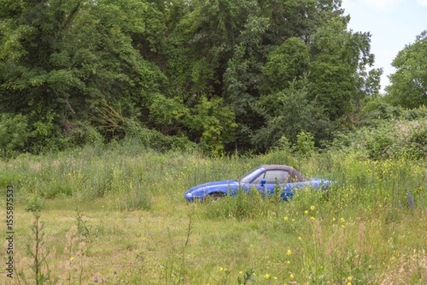 Fototapeta Abandoned blue car in a lush overgrown field during a sunny day