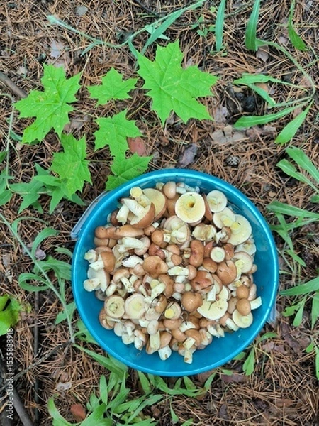 Obraz mushrooms in the grass