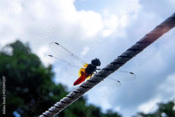 Obraz dragonfly on a rope