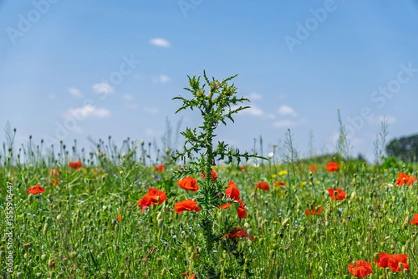 Obraz A spiky thistle plant (Carduus) standing out in a colorful field of wild poppies on a sunny day.Wild plants in a summer field: A close-up of a green thistle with a background of red poppies