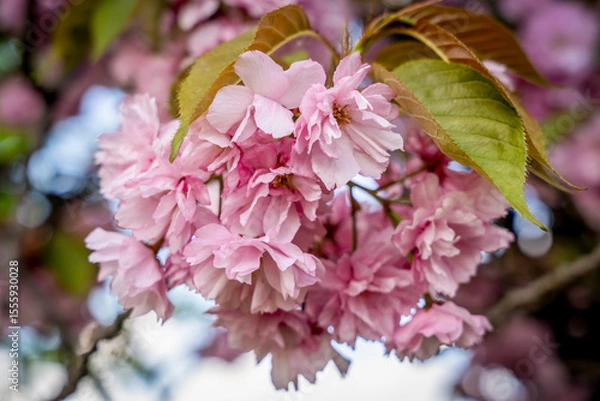 Obraz Sakura flowers . Spring sakura trees with pink flowers.