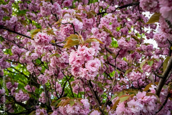Obraz Sakura flowers . Spring sakura trees with pink flowers.