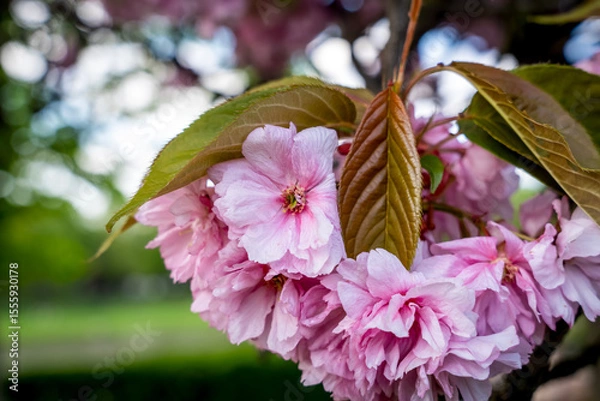 Obraz Sakura flowers . Spring sakura trees with pink flowers.
