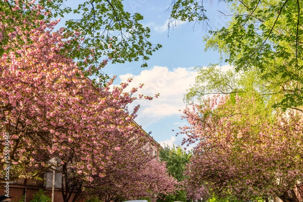 Obraz Sakura flowers . Spring sakura trees with pink flowers.