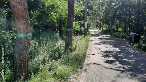 Obraz trees in the park marked with paint for subsequent cutting down