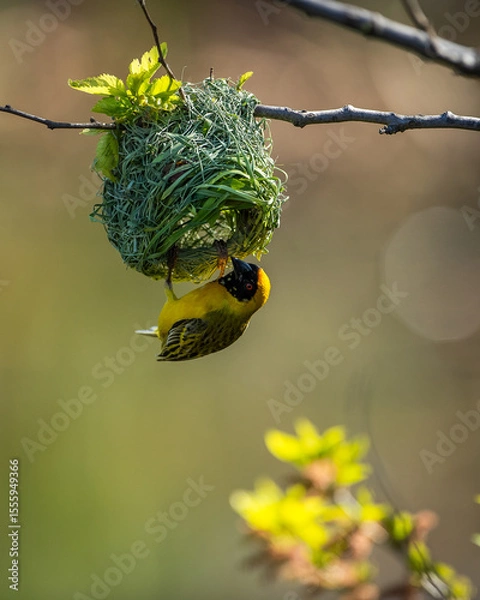 Fototapeta A southern masked weaver weaving a nest