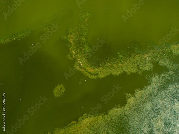 Fototapeta Nallihan Bird Sanctuary Beypazari Ankara Turkey, Aerial view of a polluted green algae-infested lake.High-angle, full shot of a body of water covered in a thick layer of green algae. TURKIYE 