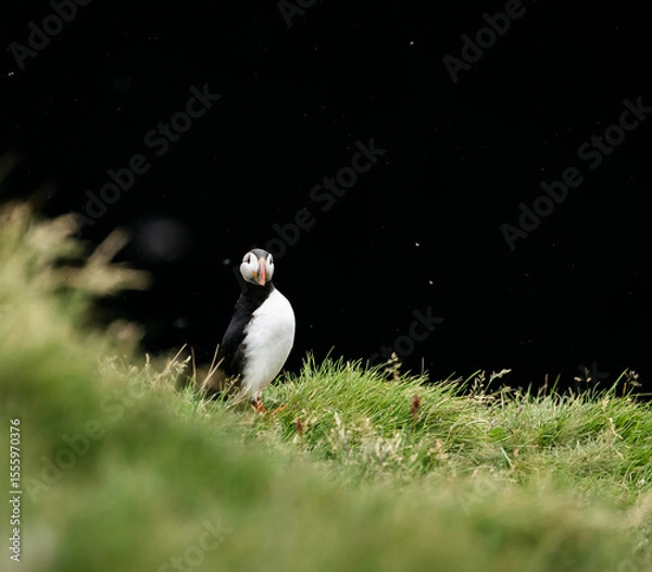 Obraz atlantic puffin or common puffin